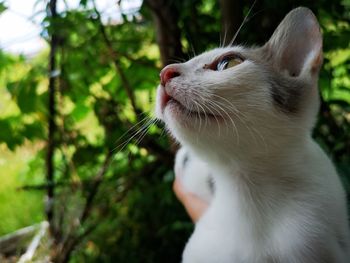 Close-up of a cat looking away