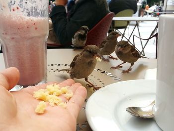 Midsection of man feeding birds on table