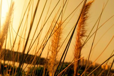 Close-up of wheat field against sky at sunset