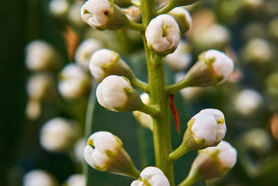 Close-up of white flowering plant