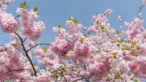 Low angle view of cherry blossoms in spring