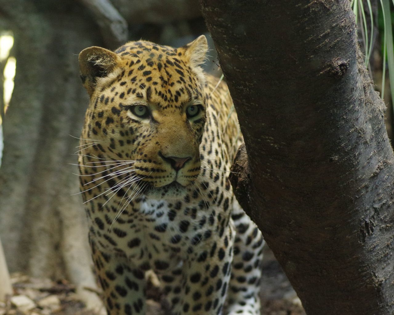 animal themes, animals in the wild, wildlife, one animal, animal markings, mammal, safari animals, leopard, tiger, natural pattern, zoo, endangered species, forest, giraffe, focus on foreground, undomesticated cat, close-up, big cat, nature, day