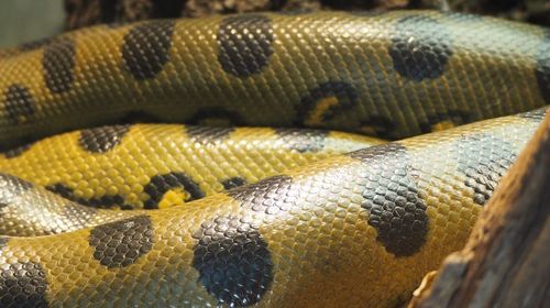 Close-up of boa constrictor