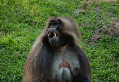 Close-up of monkey on grass