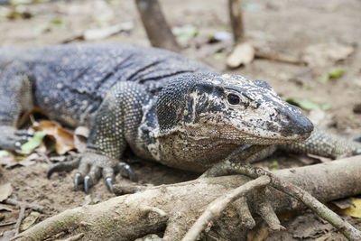 The monitor lizard from palawan, philippines