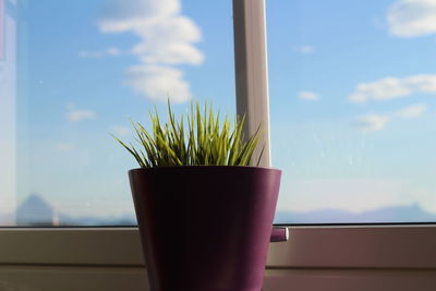 Close-up of potted plant on wall