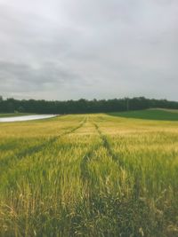 Scenic view of agricultural field against sky