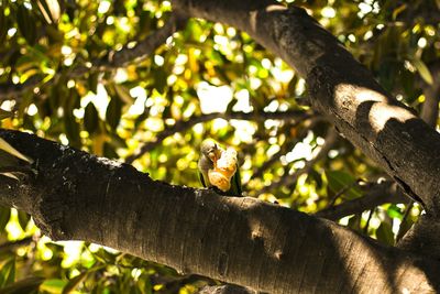 Low angle view of bird perching on tree