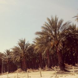 Palm trees against clear sky