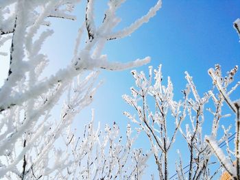 Low angle view of tree against blue sky