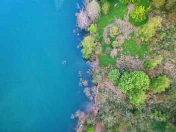 High angle view of plant by sea