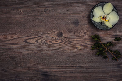 High angle view of white flower on table