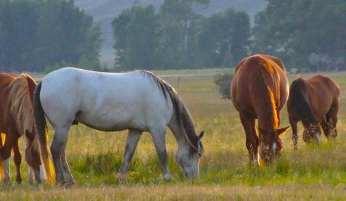 Horse grazing on grassy field