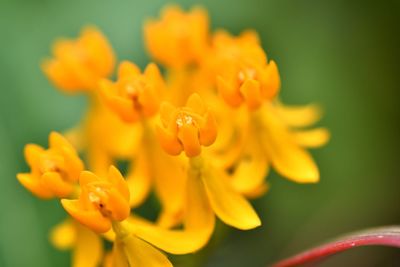 Close-up of yellow flowering plant