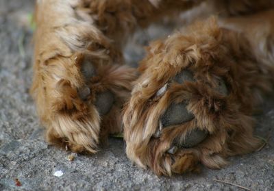 Close-up of dog relaxing outdoors