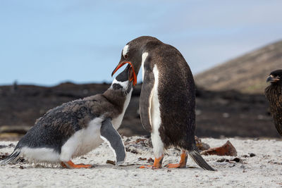 Gentoo penguine