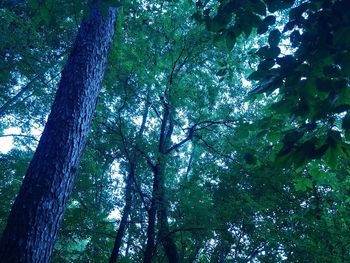 Low angle view of trees