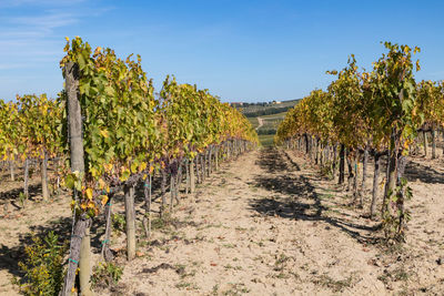 Panoramic view of vineyard against sky