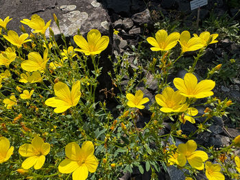 yellow