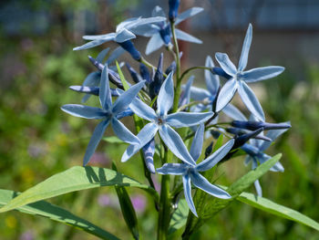 Close-up of flowering plant