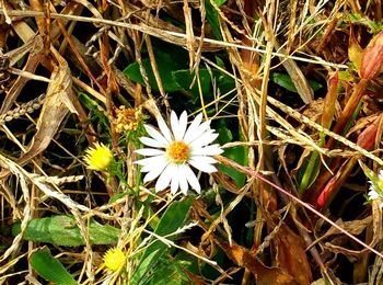 Close-up of white daisy flowers blooming in park