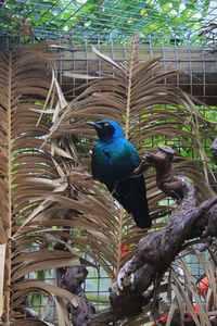 Peacock in blue background