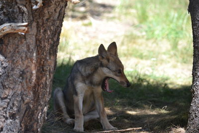 Close-up of dog