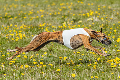 Greyhound dog