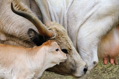 Heads of a calf and its mother beside the udder 