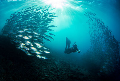 Free diving in sea with fish