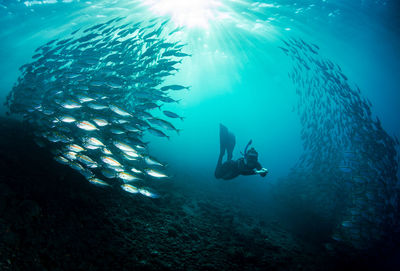 Scuba diving in sea
