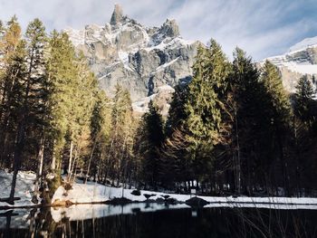 Panoramic shot of pine trees on snowcapped mountains during winter