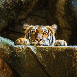 Portrait of cat in zoo