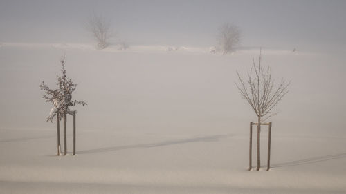 Bare tree on snow covered field against sky