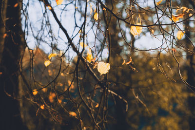 Close-up of dried leaves on plant against sky