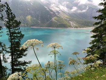 Scenic view of lake and mountains against sky with flower in foreground