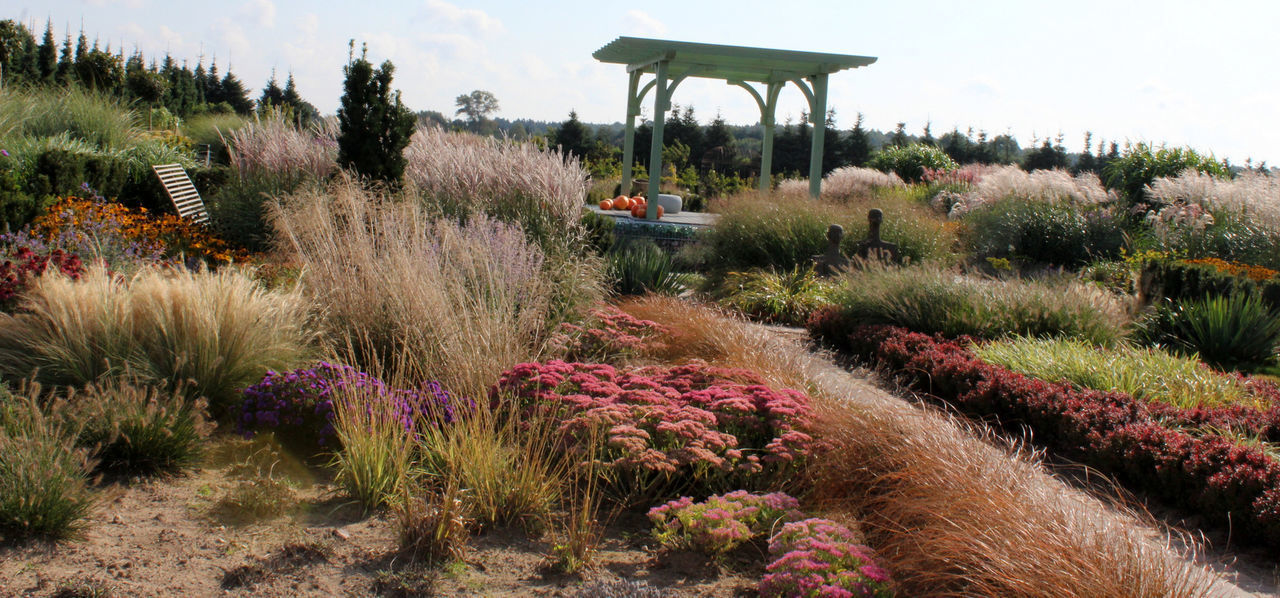 VIEW OF FLOWERING PLANTS ON FIELD