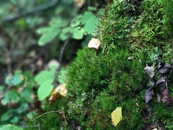 Close-up of mushroom growing on field