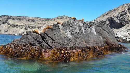 Rock formation in sea against clear sky