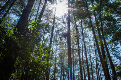 Low angle view of bamboo trees in forest