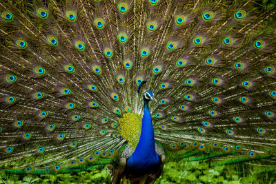 Close-up of peacock