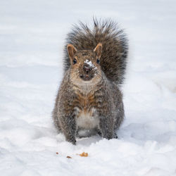 Portrait of squirrel on snow covered land
