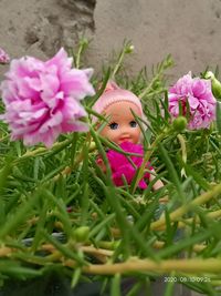 Close-up of pink flowering plants