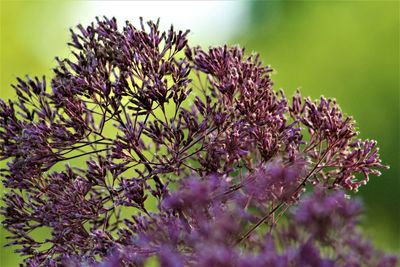 Close-up of purple flowering plant