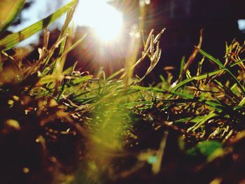 Sun shining through trees