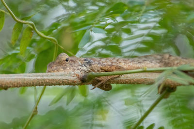 Close-up of lizard on plant