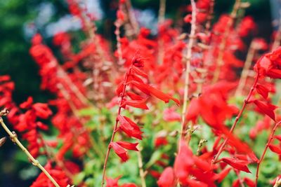 Close-up of red flowers