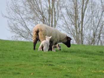 Sheep in a field