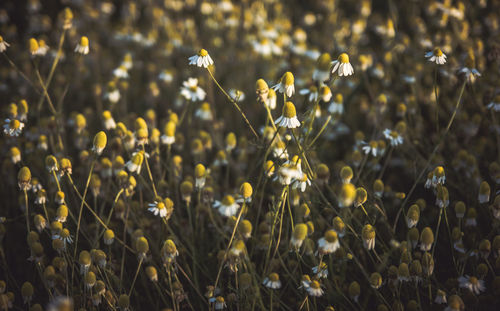 Close-up of yellow flowers blooming on field