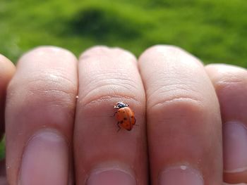 Close-up of ladybug on human hand
